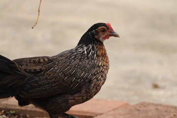 hen
