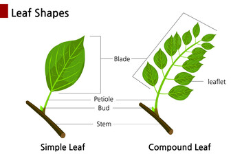 A side-by-side comparison of simple and compound leaves. Isolated in white.