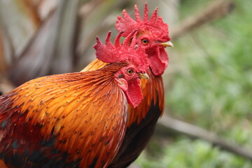 rooster