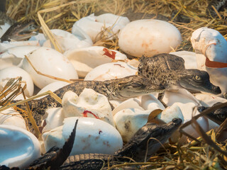 A bunch of Baby crocodile in a hatchery at a farm.
