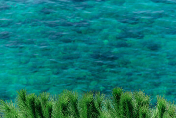 Fototapeta na wymiar Bright green pine tree against defocused turquoise sea background. Nature beauty, summer or vacation concept
