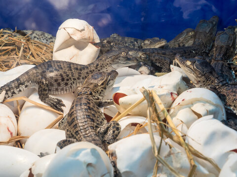 A bunch of Baby crocodile in a hatchery at a farm.