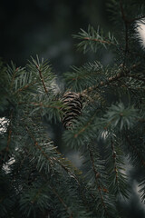 branches of a pine