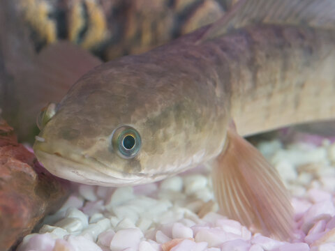 Male Channa striata striped snakehead fish head in close up at a fish tank.