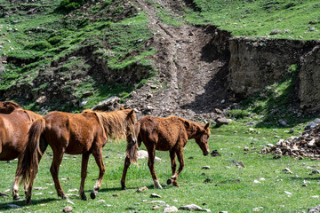 wild red horses graze on the lawn near the river in the mountains of Dagestan
