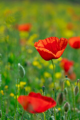 Field of Corn Poppy Flowers Papaver rhoeas in Spring