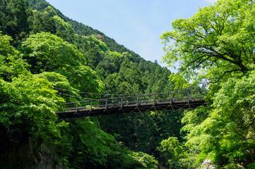 Fototapeta na wymiar 渓谷に架かる歩行者用の吊り橋