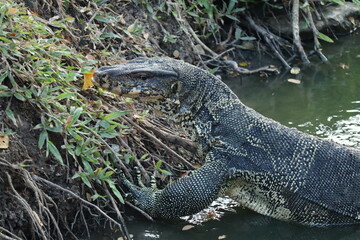 Water Monitor