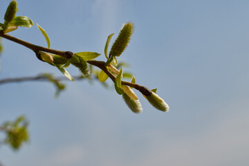 Budding buds on a branch of a Salix acutifolia against the blue sky
