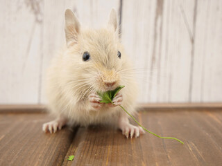 両手でしっかり持ってクローバーを食べるデグー