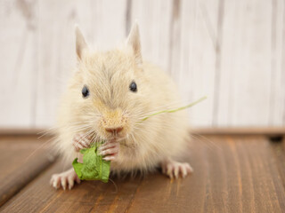 クローバーを食べるデグー