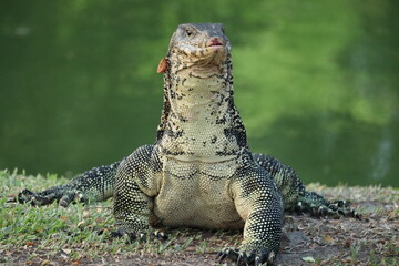 Water Monitor