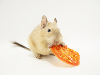 トマトを手でつかんで食べるデグー