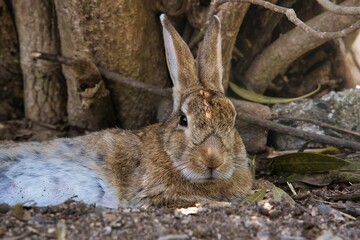 Rabbit