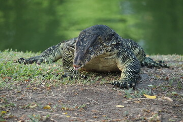 Water Monitor