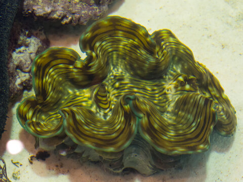 Tridacna gigas is a genus of large saltwater clam in a fish tank.