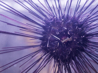 Macro photography of Long-spined black sea urchin (Diadema setosum) in a fish tank.