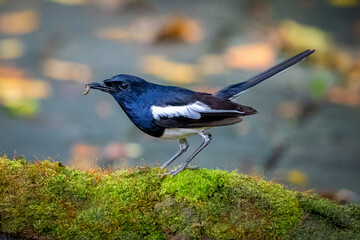 Oriental Magpie robin, bird is going to eat a worm in the beak. Taken image in Thailand.