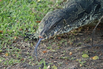 Water Monitor