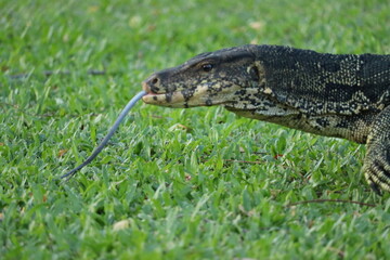 Water Monitor