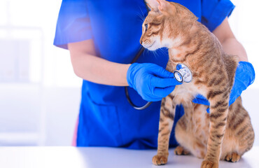 Vet examining pet cat with stethoscope on table