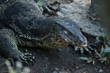 Water Monitor