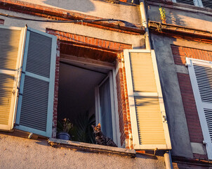 Fototapeta na wymiar Un chat à la fenêtre à Toulouse, France
