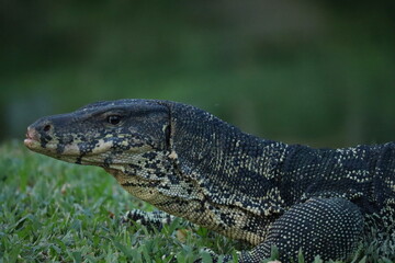 Water Monitor