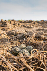 Wild bird eggs in the nest. Easter eggs.