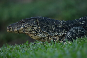 Water Monitor