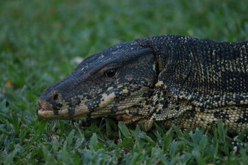 Water Monitor