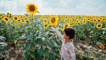 Adorable little kid boy on summer sunflower field outdoor. Happy child sniffing sunflower flower on green field. Ukraine agriculture