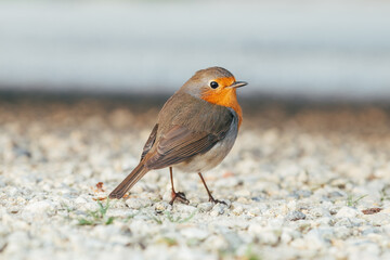 close-up shot of a robin