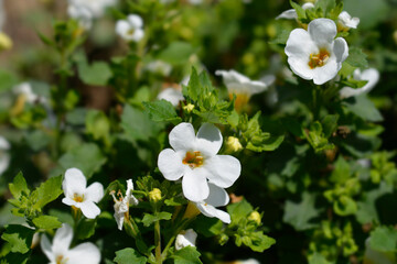 Ornamental bacopa