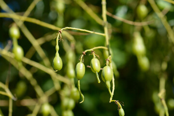 Weeping Japanese pagoda tree