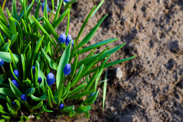 Grape hyacinth (Muscari armeniacum) blooming in the spring, closeup with selective focus.