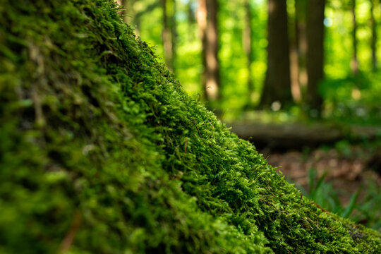 Green moss growing on a tree stump in a European forest