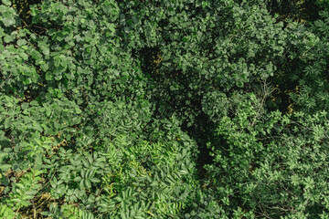 Nature green wallpaper background of bush and tree top forest.