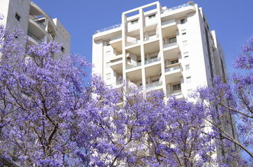 Blooming jacaranda near white high-rise building. House view with balcony and window overlooking a...