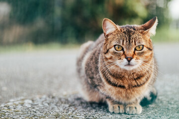 cat staring at the camera