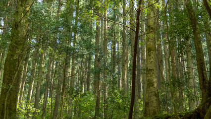 新緑の杉と檜の森