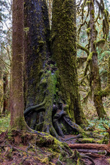 Obraz premium moss covered nurse logs in the Hoh rainforest in Olympic National park