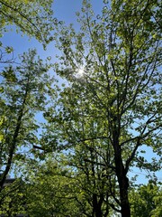trees and sky