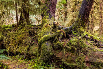 moss covered nurse logs in the Hoh rainforest in Olympic National park