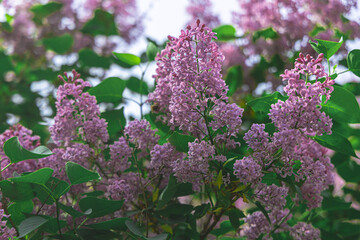 Spring branch of blooming lilac. Beautiful lilac flowers with selective focus. Blooming lilac. Purple lilac flower with blurred green leaves. A beautiful bunch of lilac