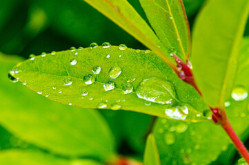 Big transparent rain water drops on the green leaf