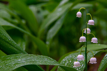 Flowers of the forest lily of the valley in a clearing close-up.