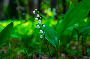 Flowers of the forest lily of the valley in a clearing close-up.