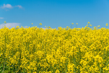Gelbe Rapsblüten vor blauem wolkenlosen Himmel