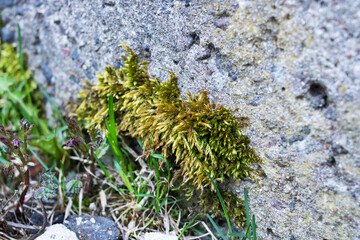 Concrete Wall with Texture Scars and Moss Green, Texture orBackground